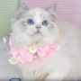 オンライン見学