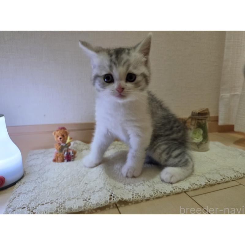 販売中の広島県のスコティッシュフォールド-128760の12枚目