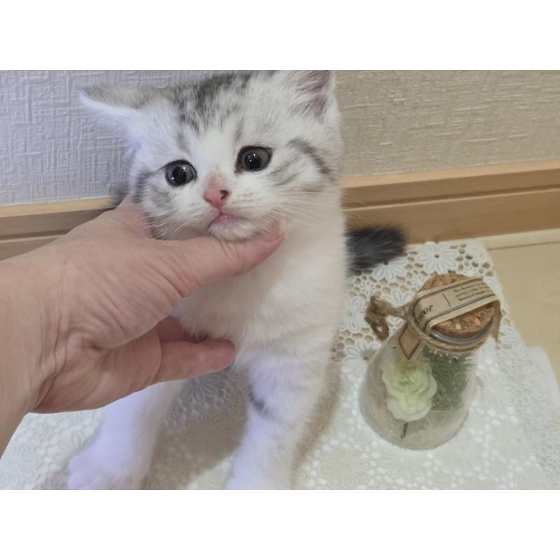 販売中の広島県のスコティッシュフォールド-128760の10枚目