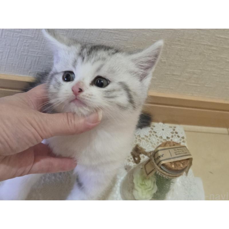 販売中の広島県のスコティッシュフォールド-128760の7枚目
