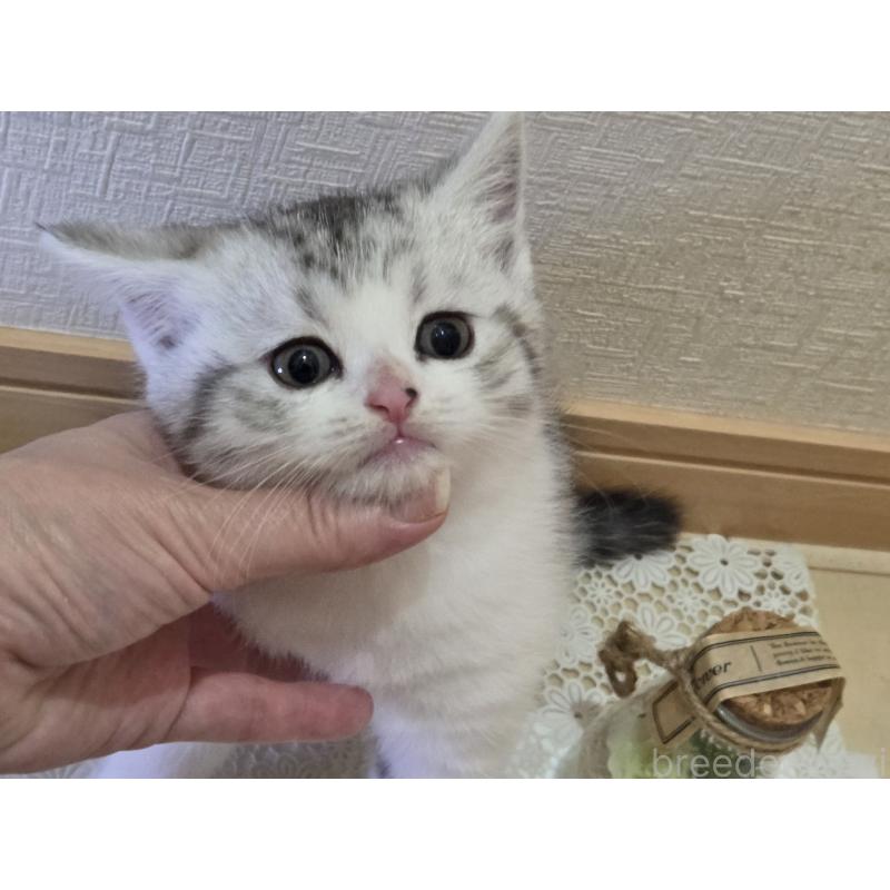 販売中の広島県のスコティッシュフォールド-128760の6枚目