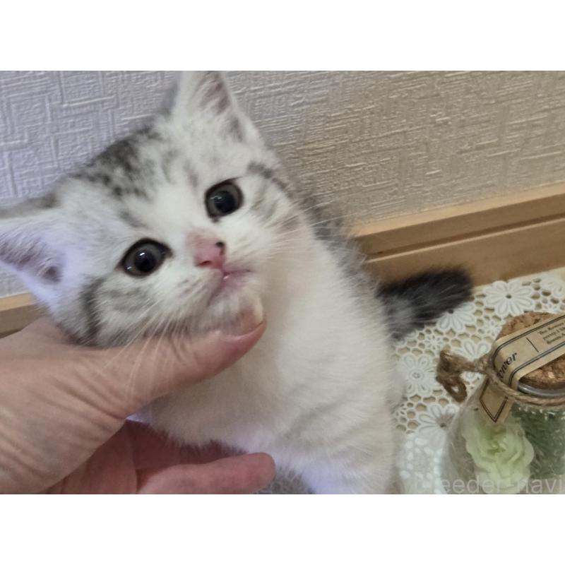 販売中の広島県のスコティッシュフォールド-128760の5枚目