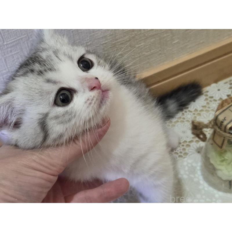 販売中の広島県のスコティッシュフォールド-128760の3枚目