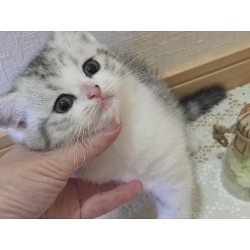 販売中の広島県のスコティッシュフォールド-128760の2枚目