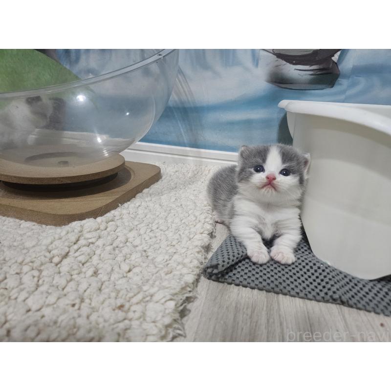販売中の福岡県のマンチカン(短足)-128648の3枚目