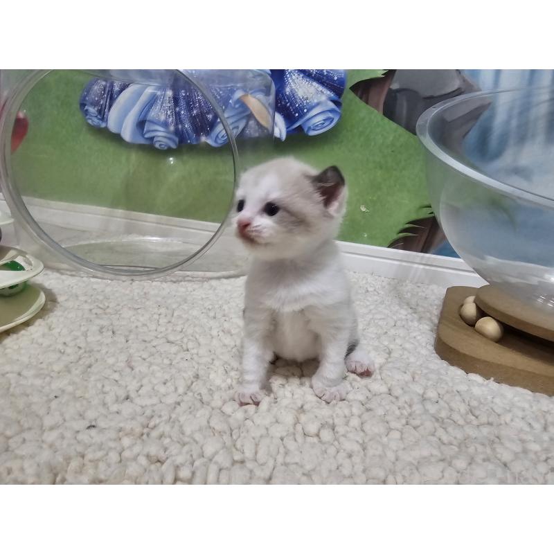 販売中の福岡県のマンチカン-128649の7枚目