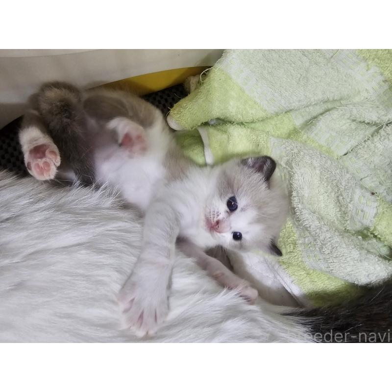 販売中の福岡県のマンチカン-128649の4枚目