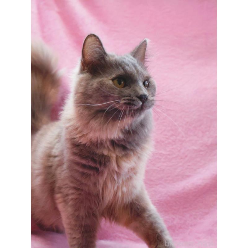 成約済の神奈川県のサイベリアン-113527の3枚目