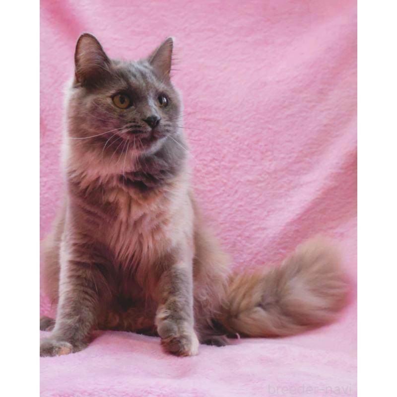 成約済の神奈川県のサイベリアン-113527の2枚目