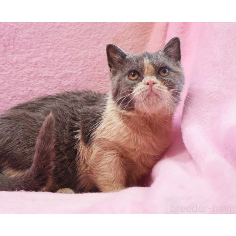 商談中の神奈川県のスコティッシュフォールド-124702の3枚目