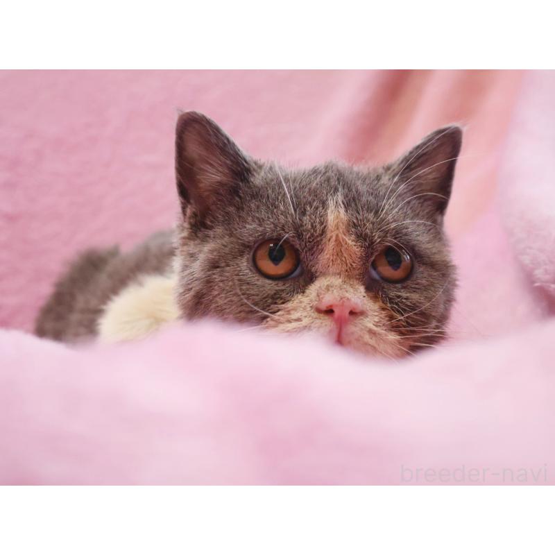 商談中の神奈川県のスコティッシュフォールド-124702の2枚目