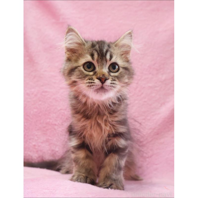 成約済の神奈川県のサイベリアン-124730の5枚目