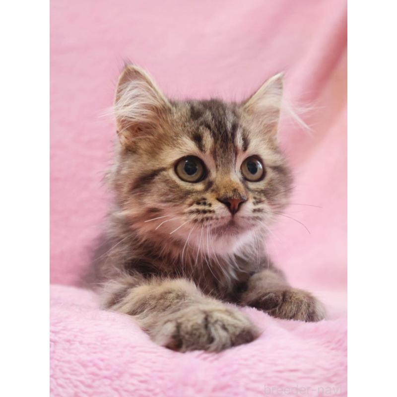 成約済の神奈川県のサイベリアン-124730の4枚目