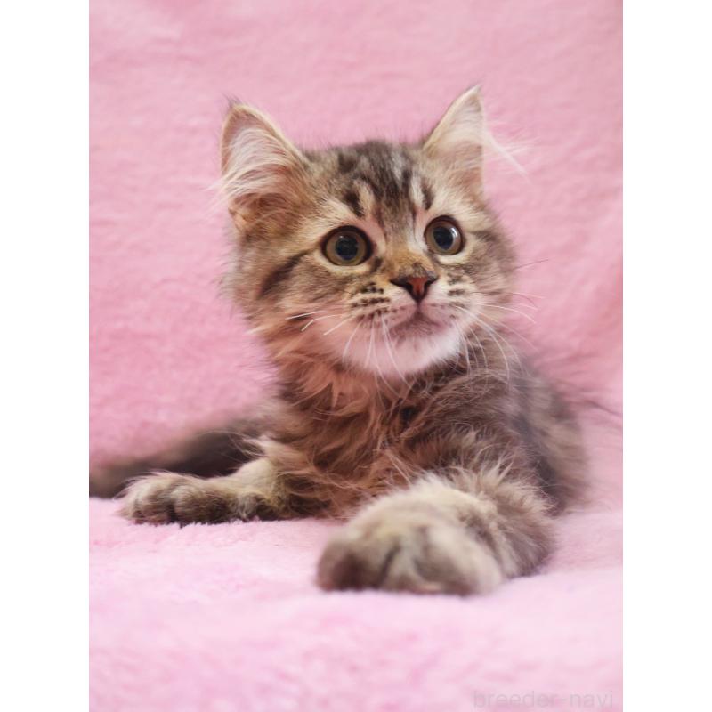 成約済の神奈川県のサイベリアン-124730の3枚目