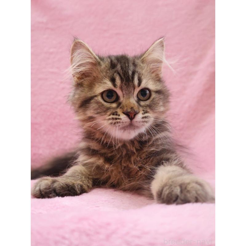 成約済の神奈川県のサイベリアン-124730の2枚目