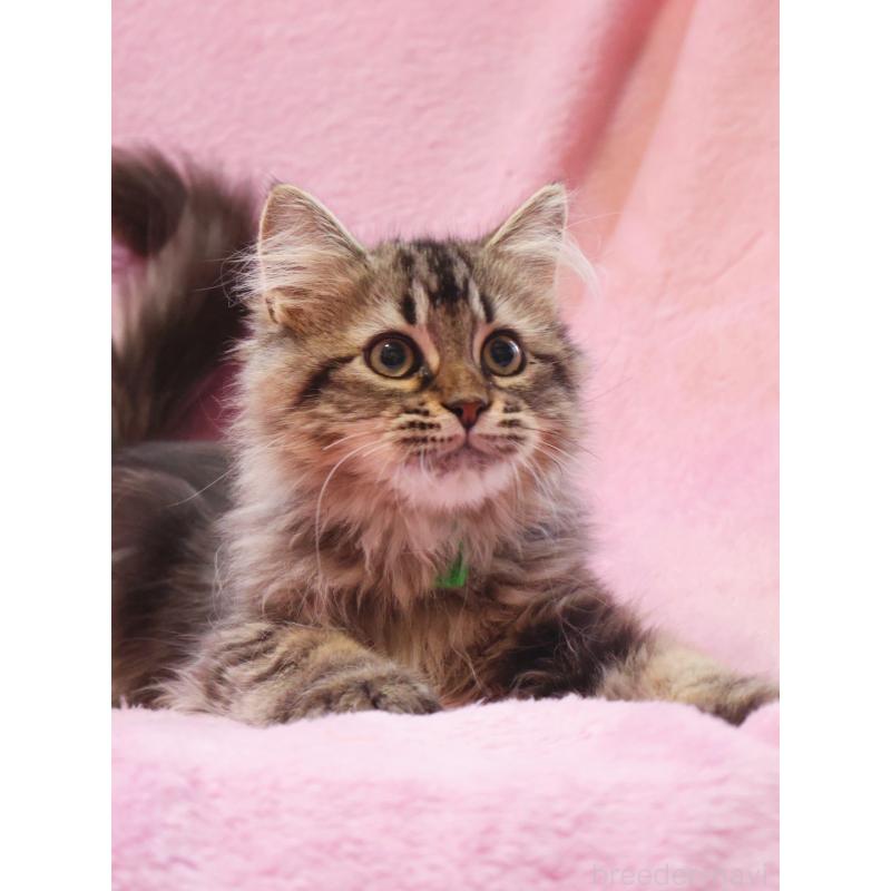 成約済の神奈川県のサイベリアン-124729の7枚目