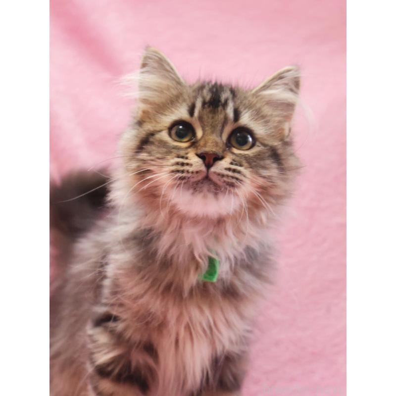 成約済の神奈川県のサイベリアン-124729の6枚目