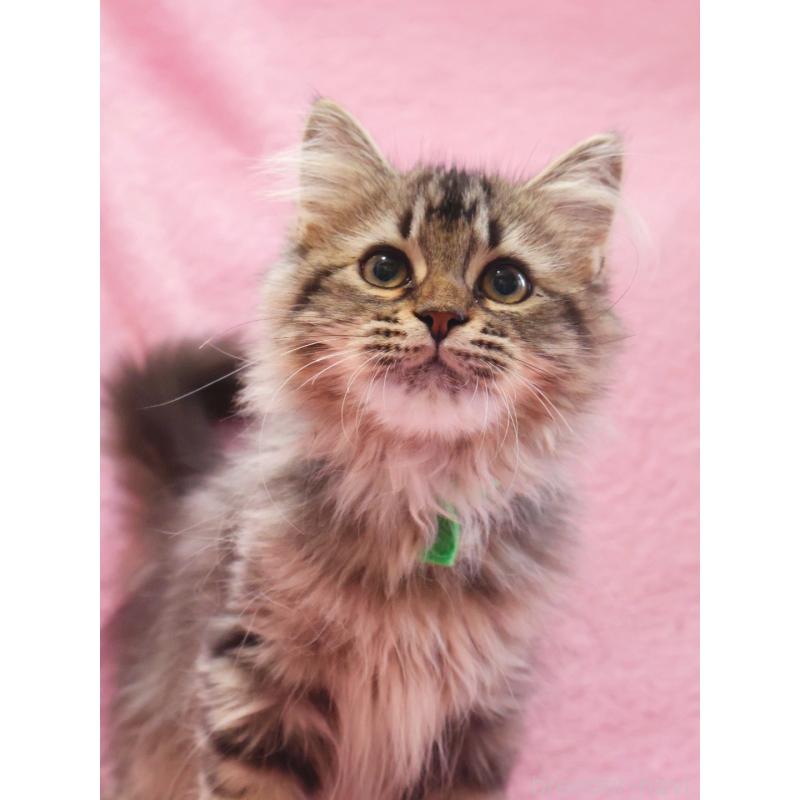 成約済の神奈川県のサイベリアン-124729の4枚目