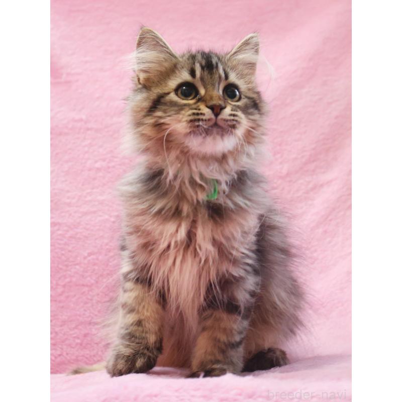 成約済の神奈川県のサイベリアン-124729の3枚目