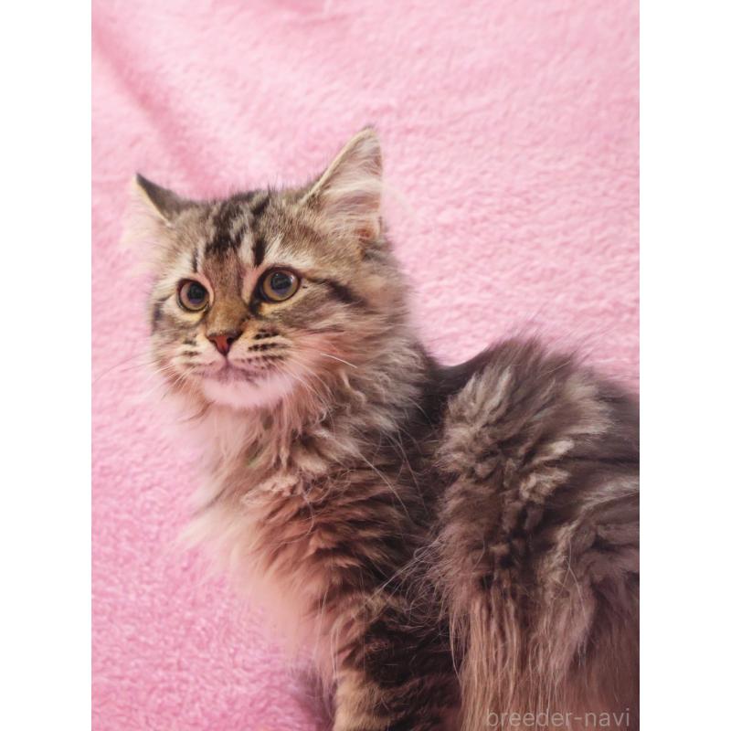 成約済の神奈川県のサイベリアン-124729の2枚目