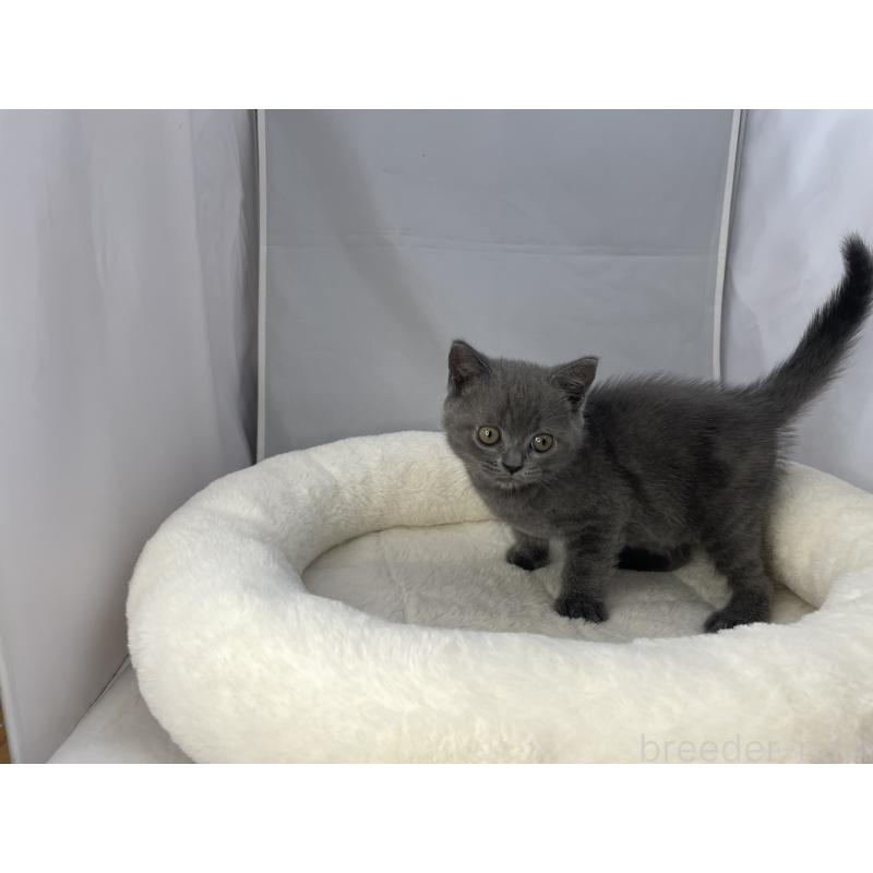 販売中の山形県のブリティッシュショートヘア-127126の2枚目