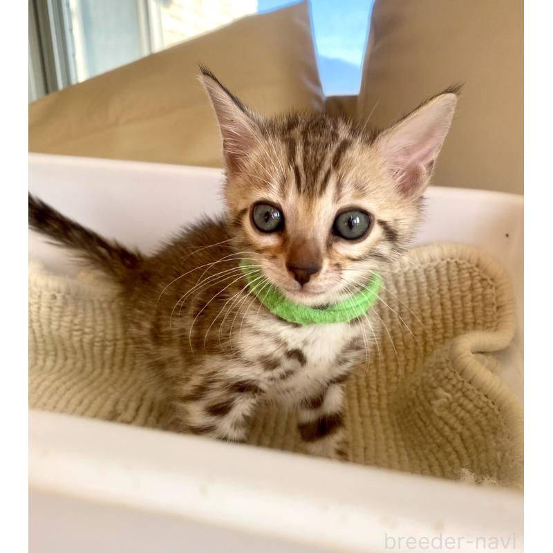 販売中の静岡県のベンガル-127402の52枚目