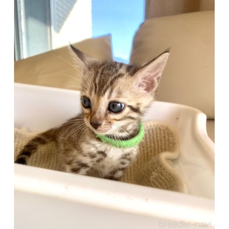 販売中の静岡県のベンガル-127402の51枚目