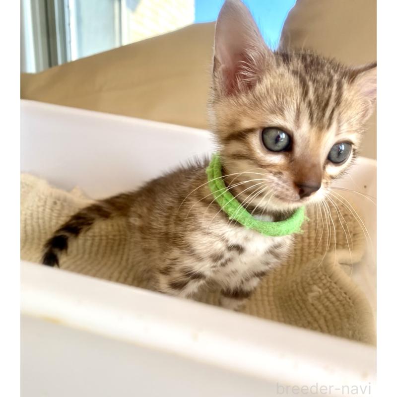 販売中の静岡県のベンガル-127402の50枚目