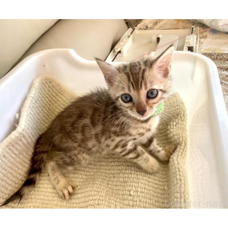 販売中の静岡県のベンガル-127402の49枚目