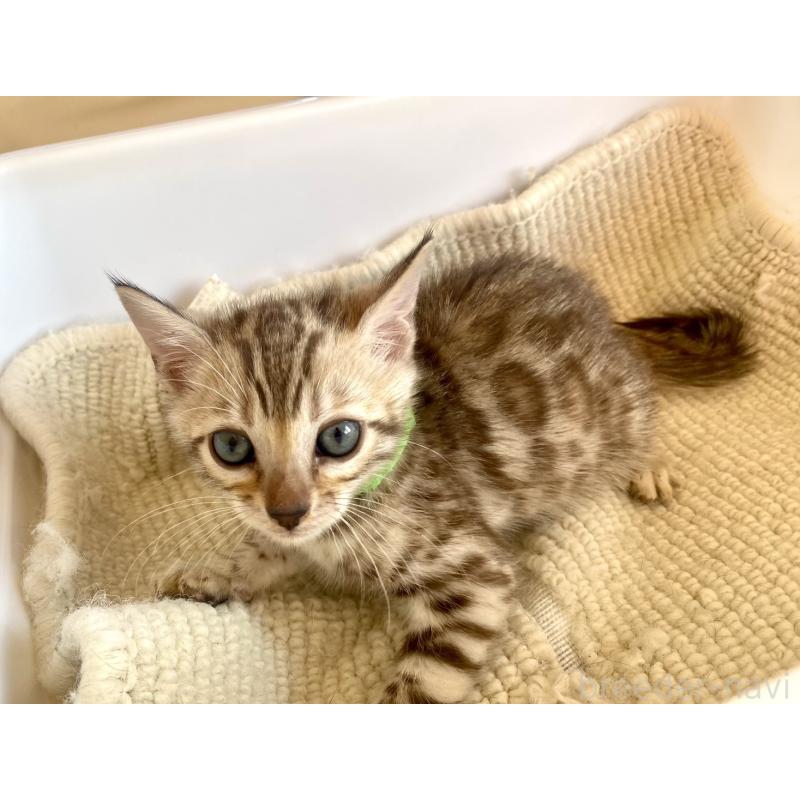 販売中の静岡県のベンガル-127402の48枚目