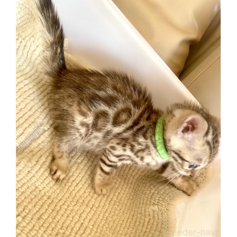 販売中の静岡県のベンガル-127402の47枚目