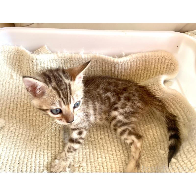 販売中の静岡県のベンガル-127402の46枚目