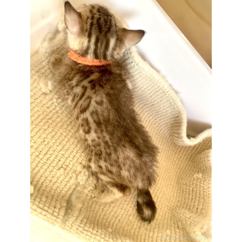 成約済の静岡県のベンガル-127401の29枚目