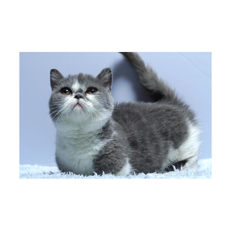 成約済の群馬県のミヌエット(短足)-119397の4枚目