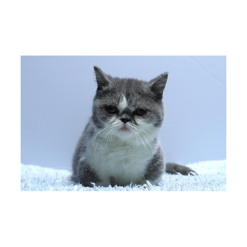 成約済の群馬県のミヌエット(短足)-119397の3枚目