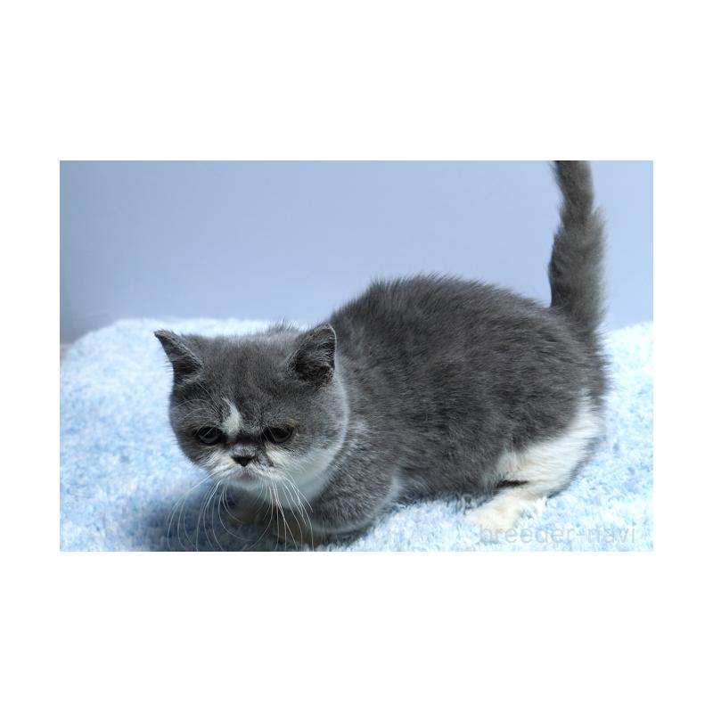 成約済の群馬県のミヌエット(短足)-119397の2枚目