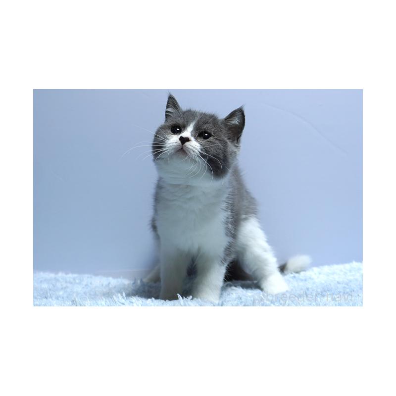 成約済の群馬県のミヌエット-123836の4枚目