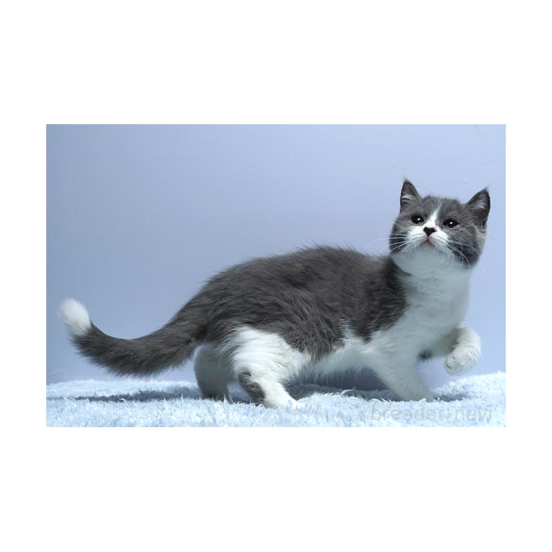 成約済の群馬県のミヌエット-123836の3枚目