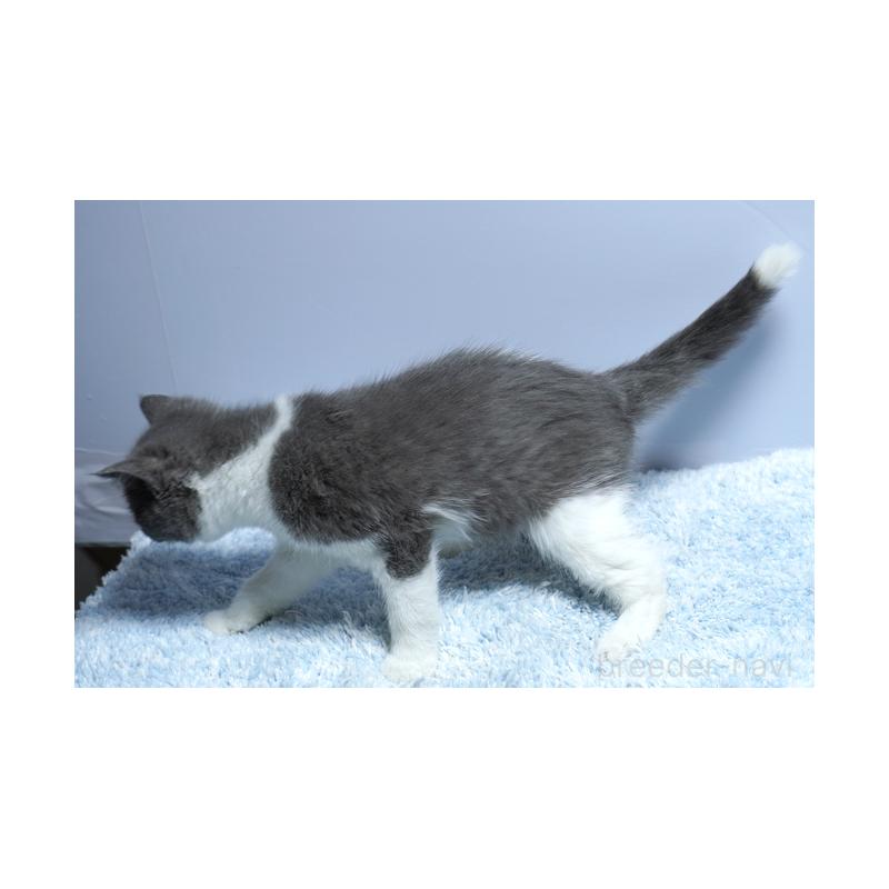 成約済の群馬県のミヌエット-123836の2枚目