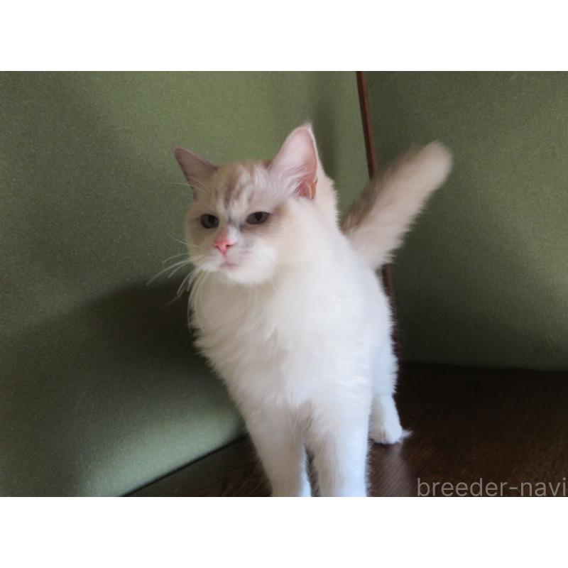 販売中の大分県のラグドール-121191の6枚目