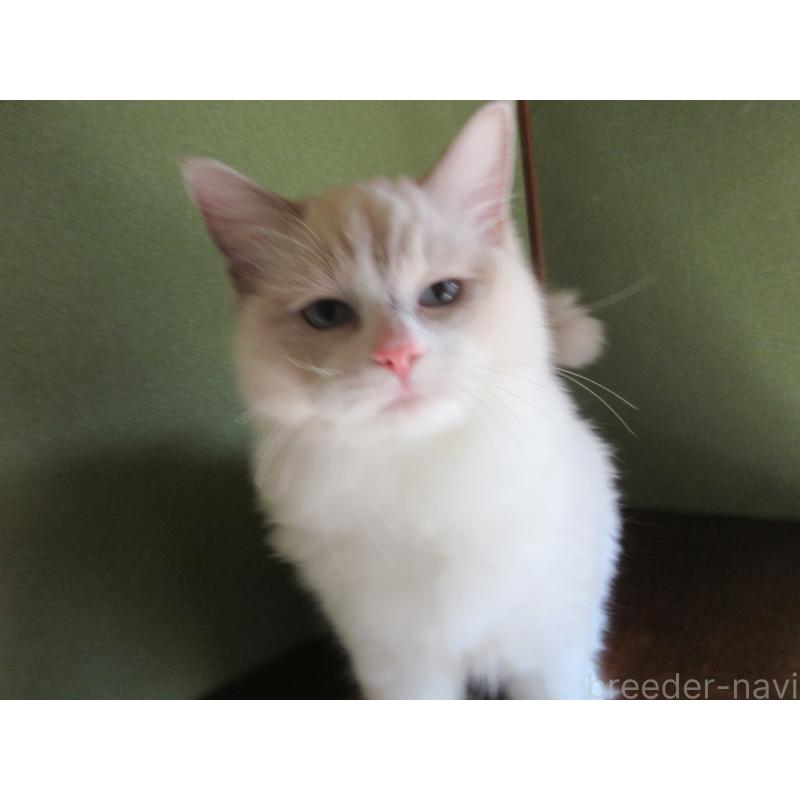 販売中の大分県のラグドール-121191の5枚目