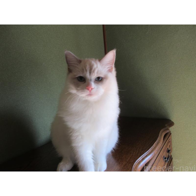 販売中の大分県のラグドール-121191の4枚目