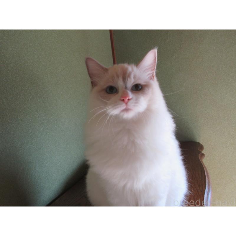 販売中の大分県のラグドール-121191の3枚目