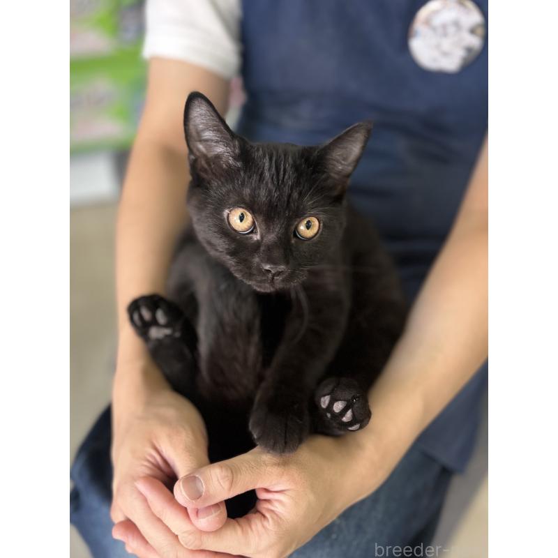 販売中の神奈川県のスコティッシュフォールド-115129の5枚目