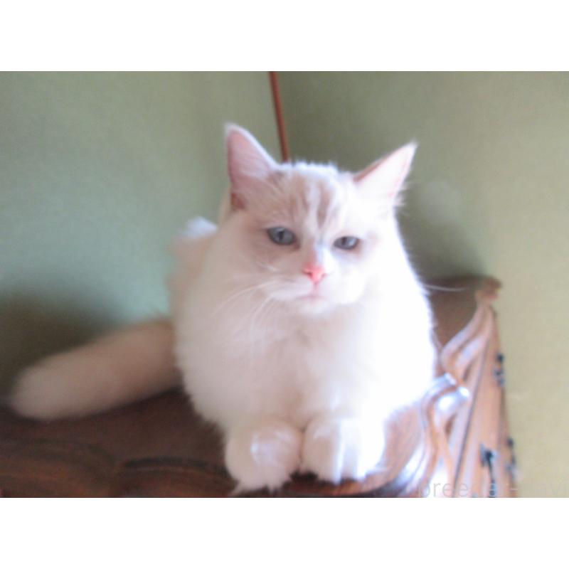 販売中の大分県のラグドール-121191の2枚目