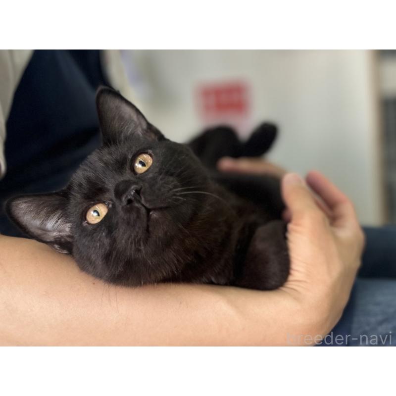 販売中の神奈川県のスコティッシュフォールド-115129の4枚目