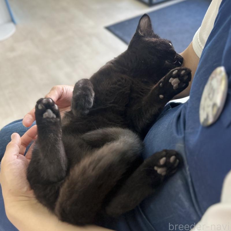 販売中の神奈川県のスコティッシュフォールド-115129の3枚目