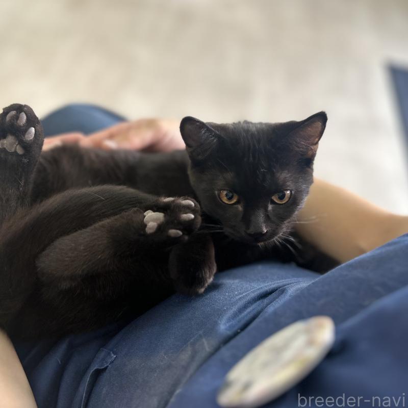 販売中の神奈川県のスコティッシュフォールド-115129の2枚目