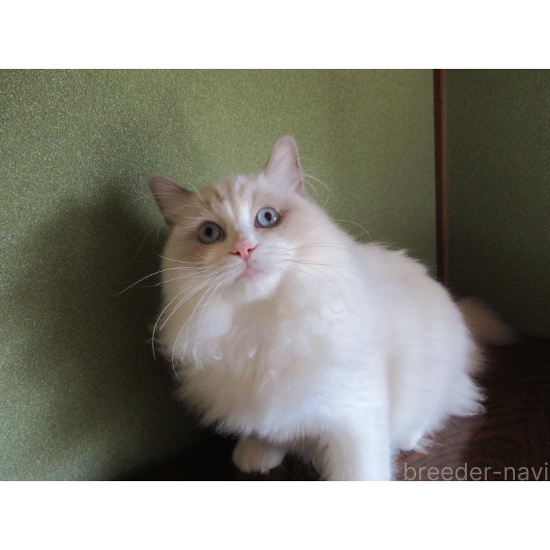 販売中の大分県のラグドール-121138の5枚目