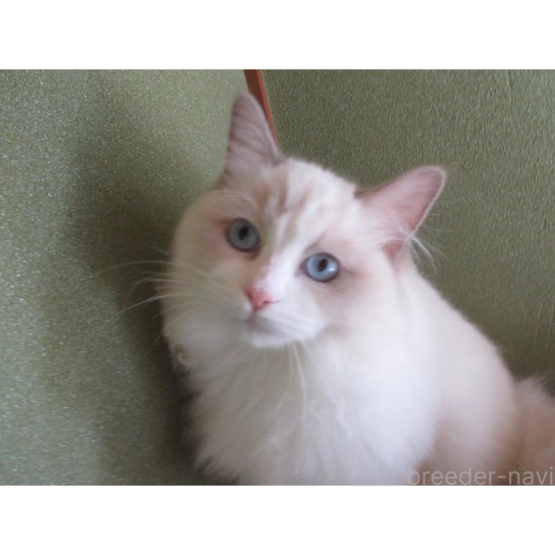 販売中の大分県のラグドール-121138の4枚目